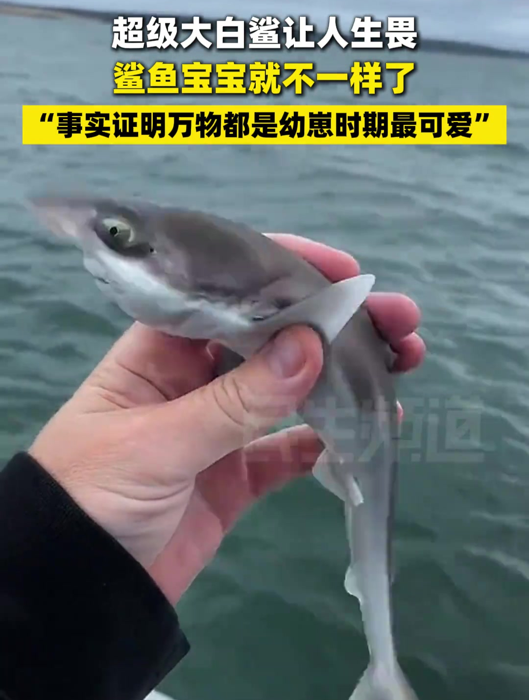 超级大白鲨让人生畏,鲨鱼宝宝就不一样了~网友:事实证明万物都是幼崽时期最可爱!