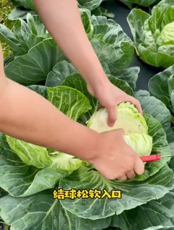长相独特,卖价昂贵的牛心甘蓝,种植前景如何?
