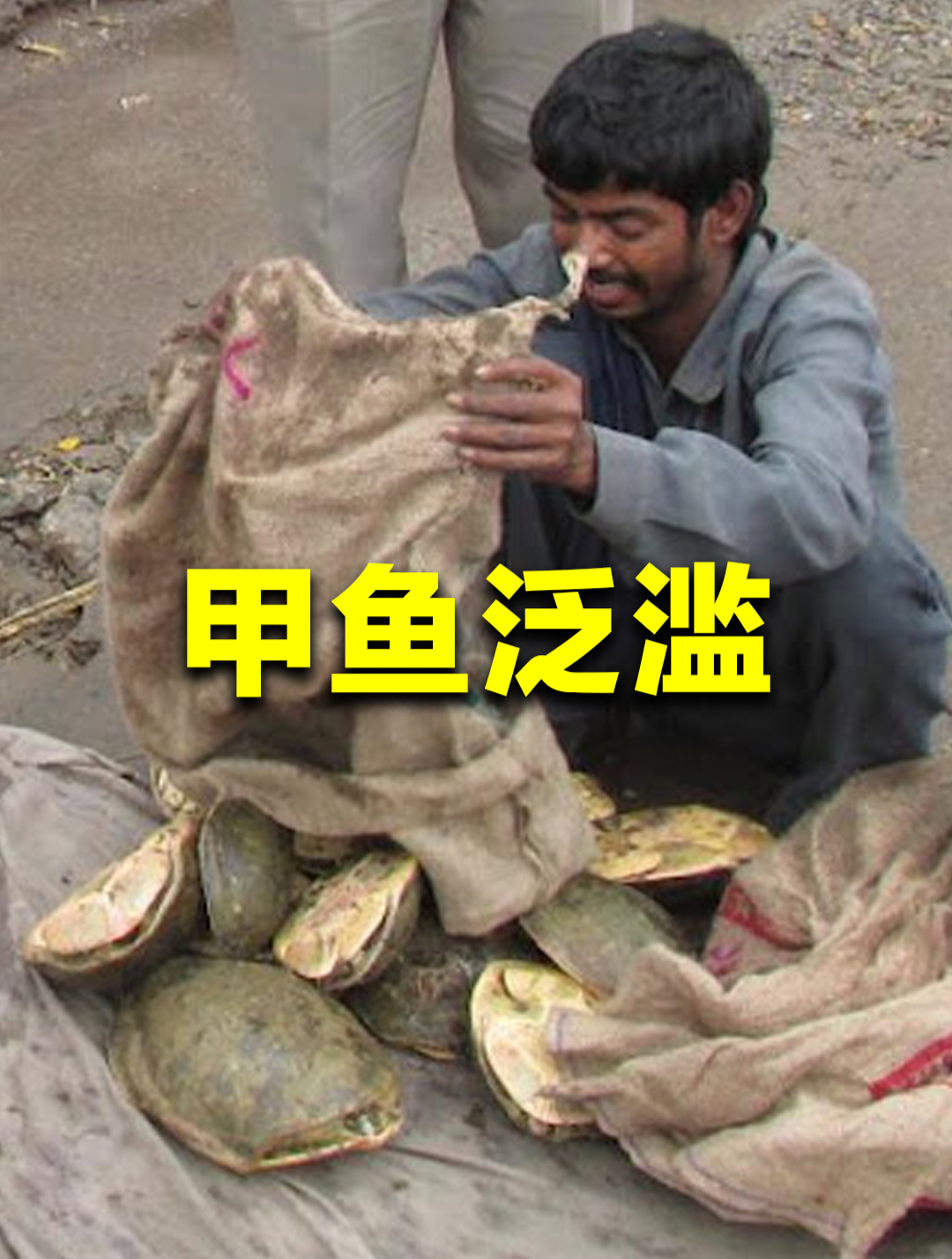 印度恒河甲鱼泛滥成灾,为何却无人敢吃?中国吃货也无能为力