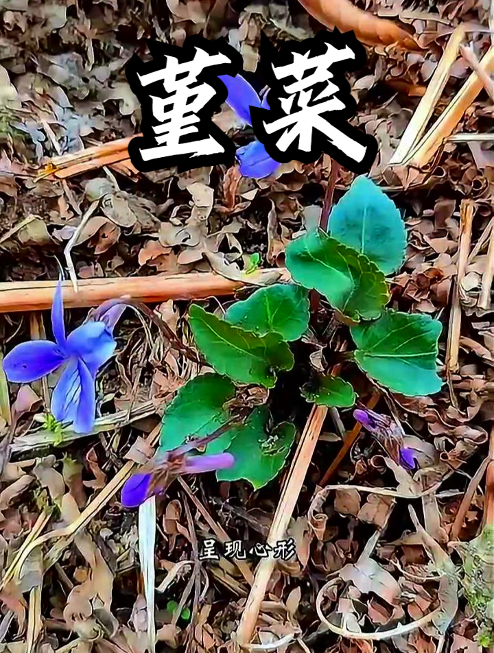 堇菜也叫野堇菜,用它凉拌食用,可以补充身体营养