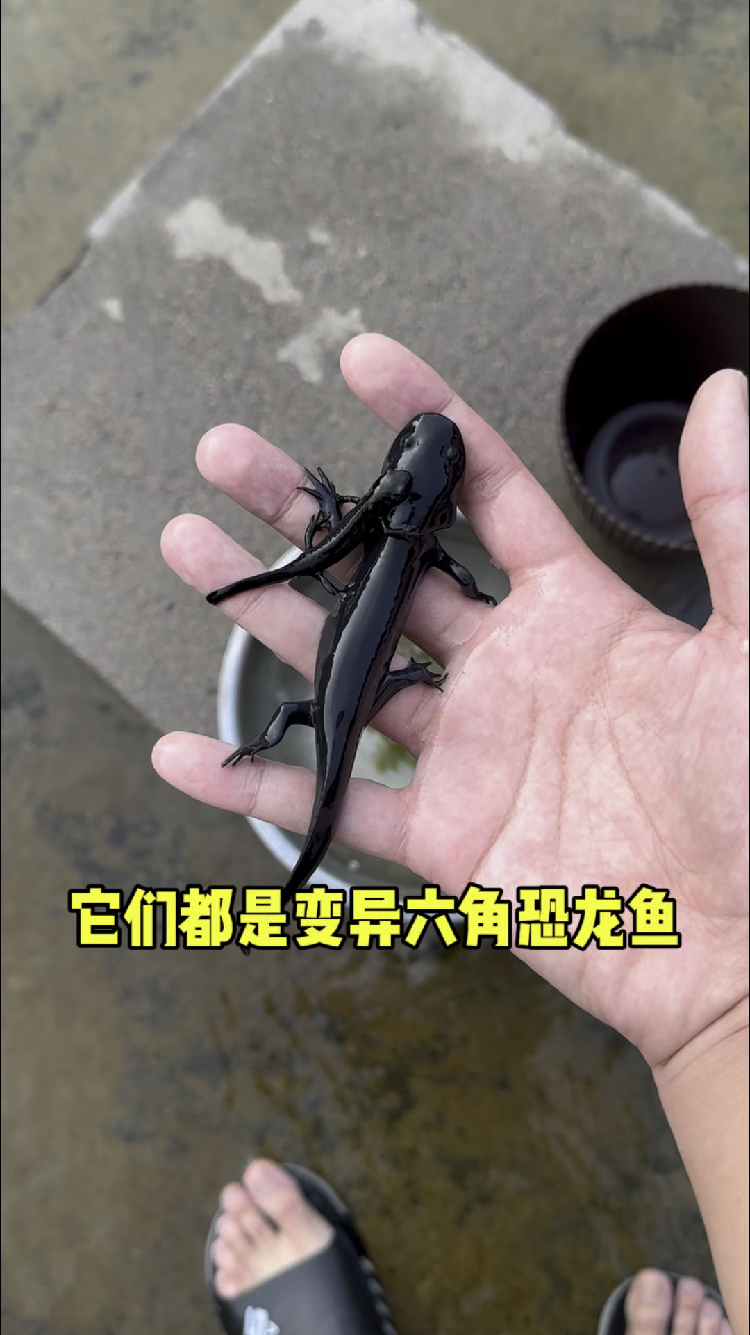 它们都是六角恐龙鱼