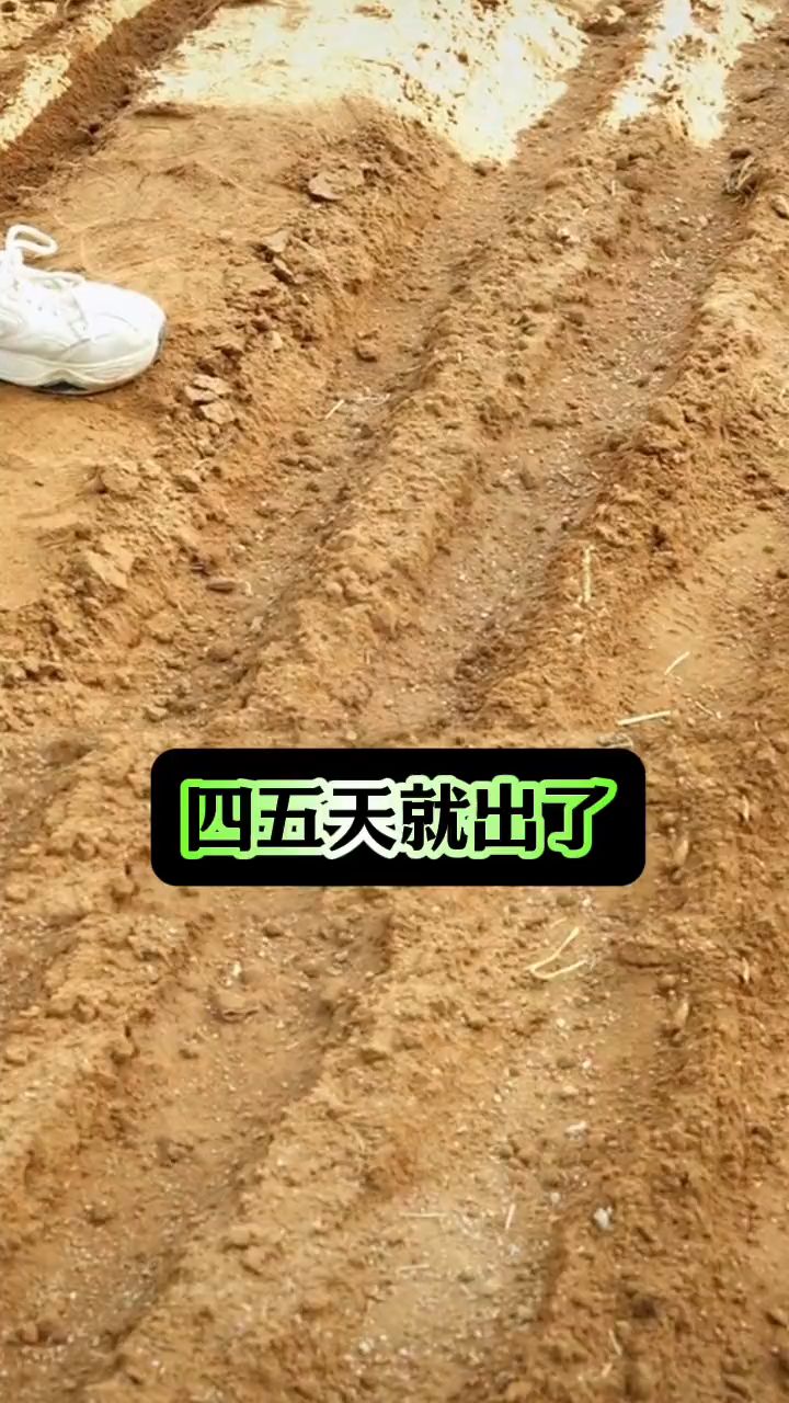 种菠菜前种子这样更容易发芽!