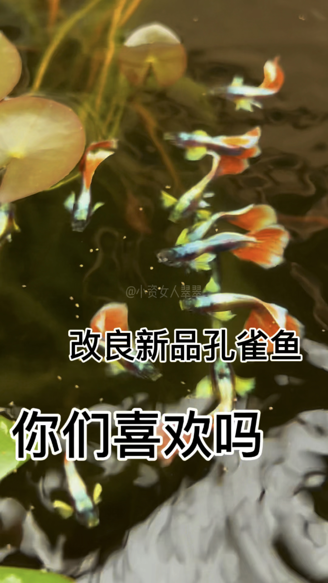 这样的孔雀鱼你们喜欢不