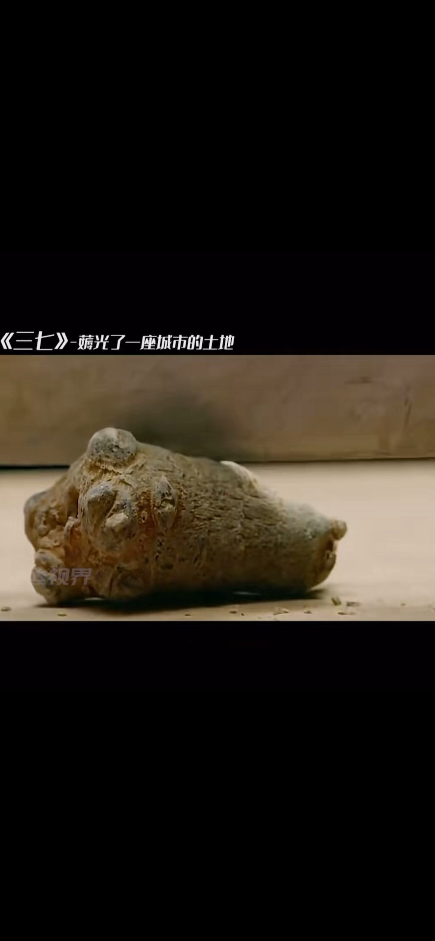 云南文山三七——金刚狮子头