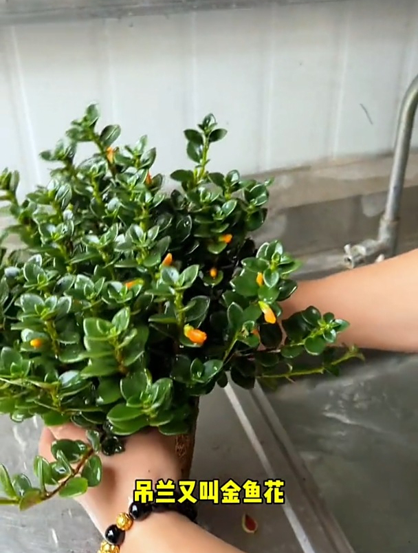 吊兰新品种,名字叫做“金鱼花”,颜值高、还好养