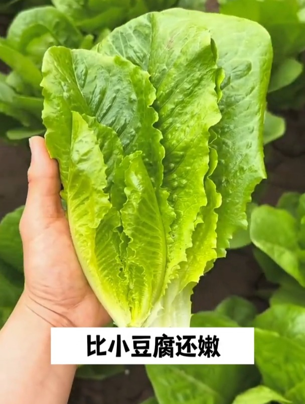 孔雀菜比油麦菜更香,比小白菜更嫩,怎么做都好吃!