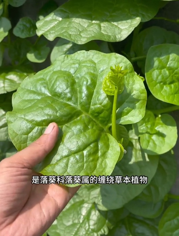 大叶木耳菜,一棵就长一大片,全家不愁吃!