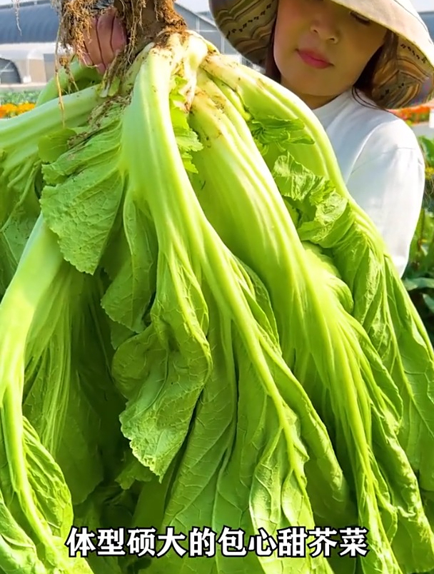 特色芥菜新品种!体型硕大,经常拿来腌制,现在少有人种
