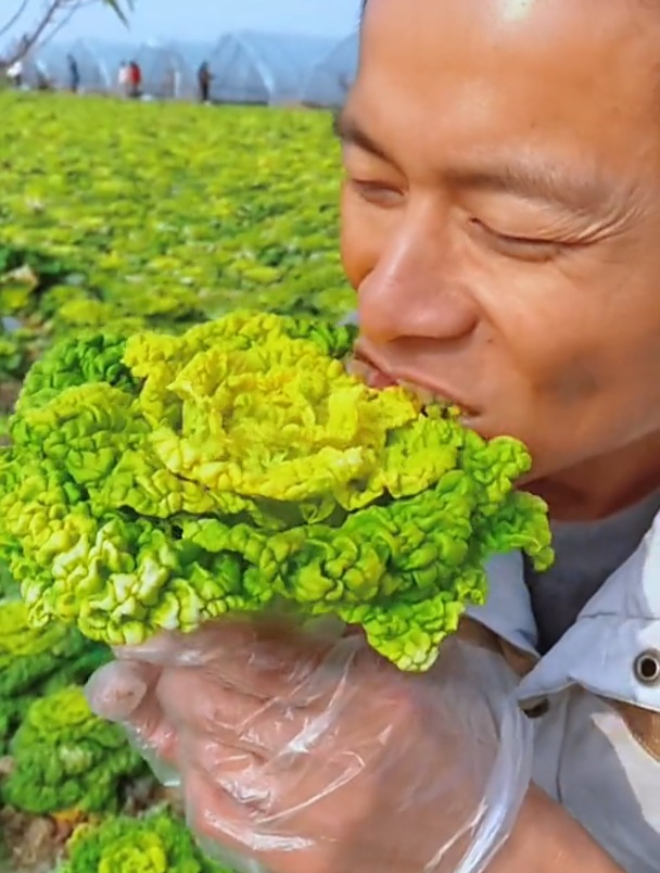 黄心乌很受欢迎,耐寒性特别好,种植起来特简单