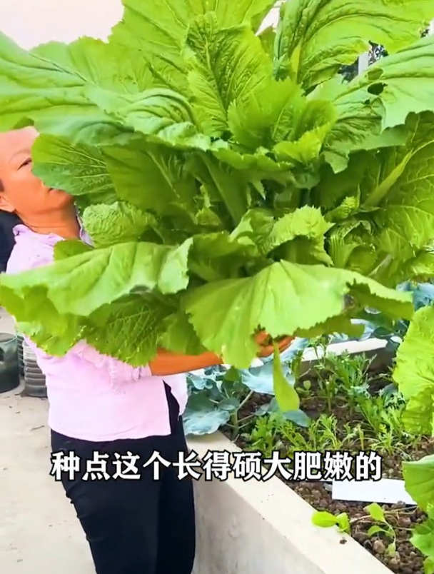 体型硕大包心芥菜,北方人甚少吃过,卖的比肉还贵