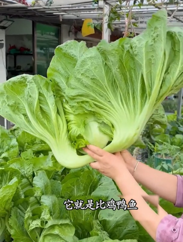 大肉鸡心芥菜一个人抱不动,种植简单,生长速度快,肉质肥厚