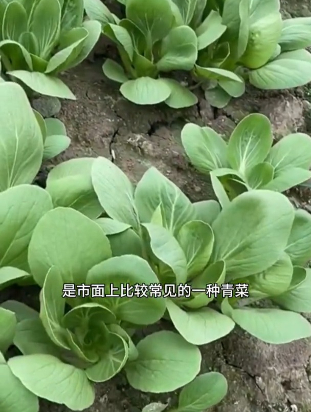上海青四季可种,一个月采收,吃了一茬又一茬