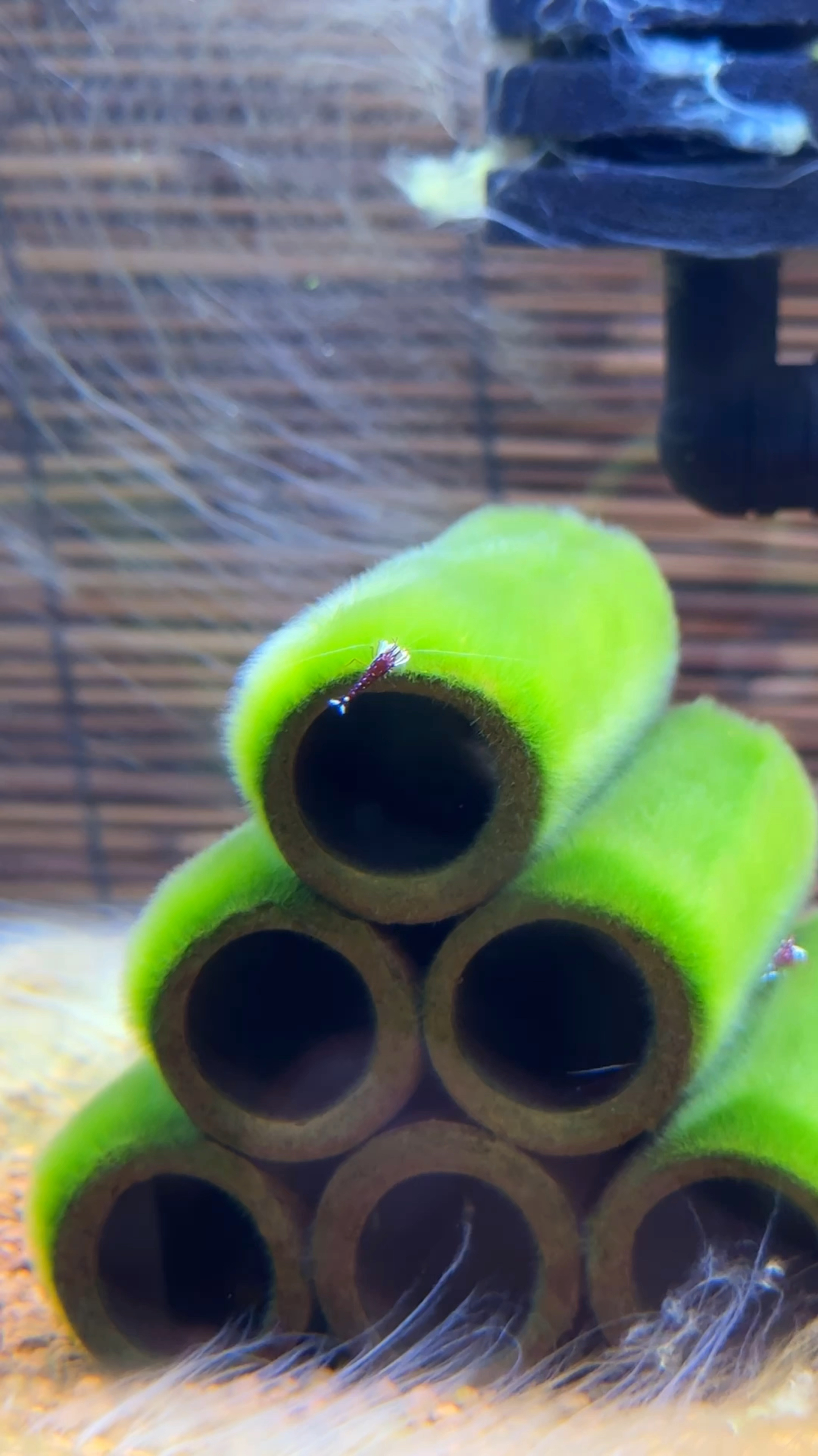 多么治愈人心的短绒藻和苏虾