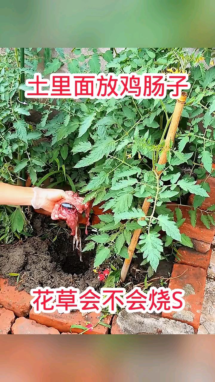土里面放鸡肠子,花会不会被烧S!
