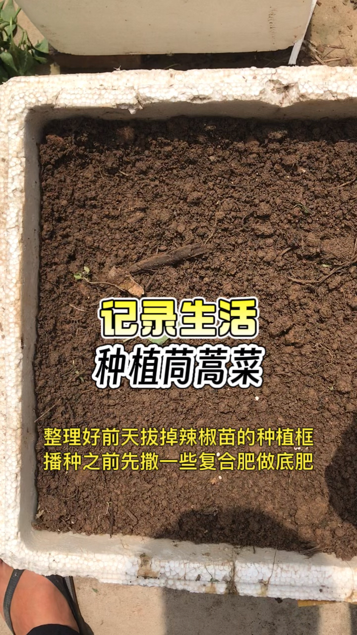记录生活:种植茼蒿菜