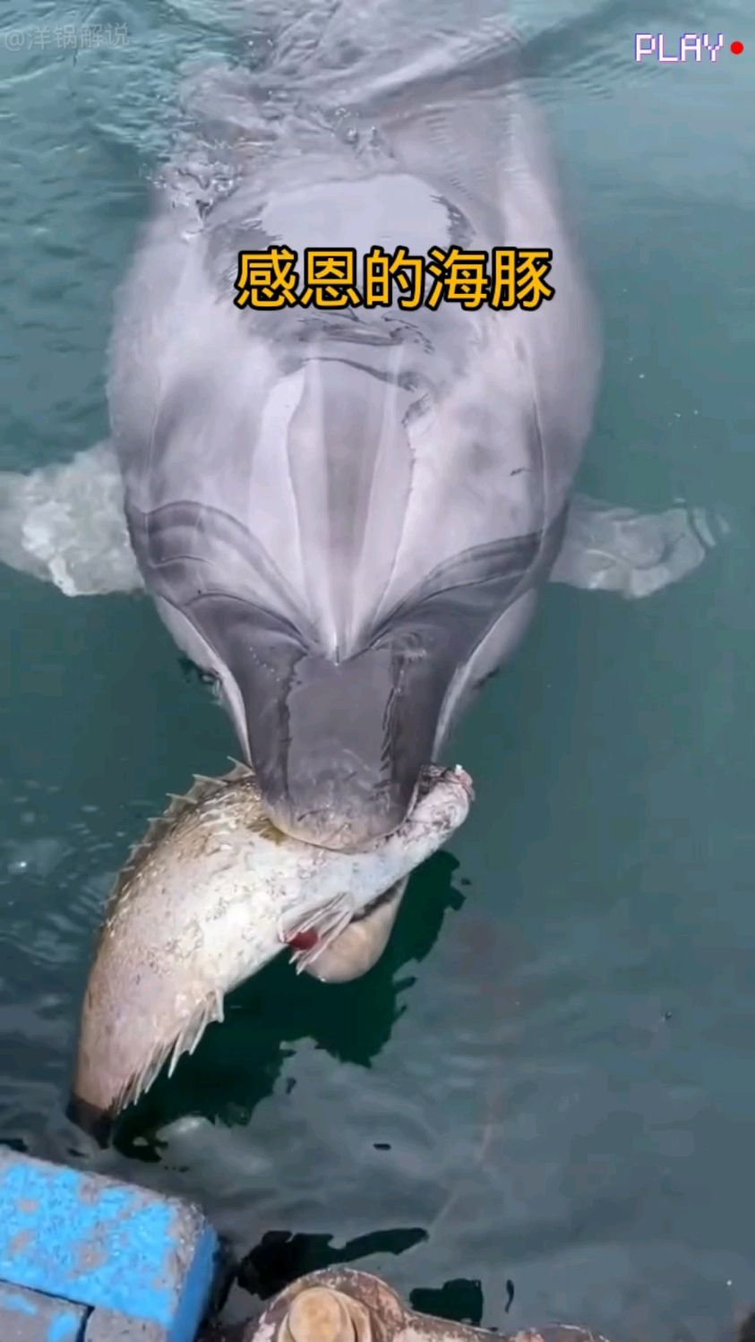海豚叼着鱼非要送给岸上的小哥,原来海豚被困渔网是小哥救援了它