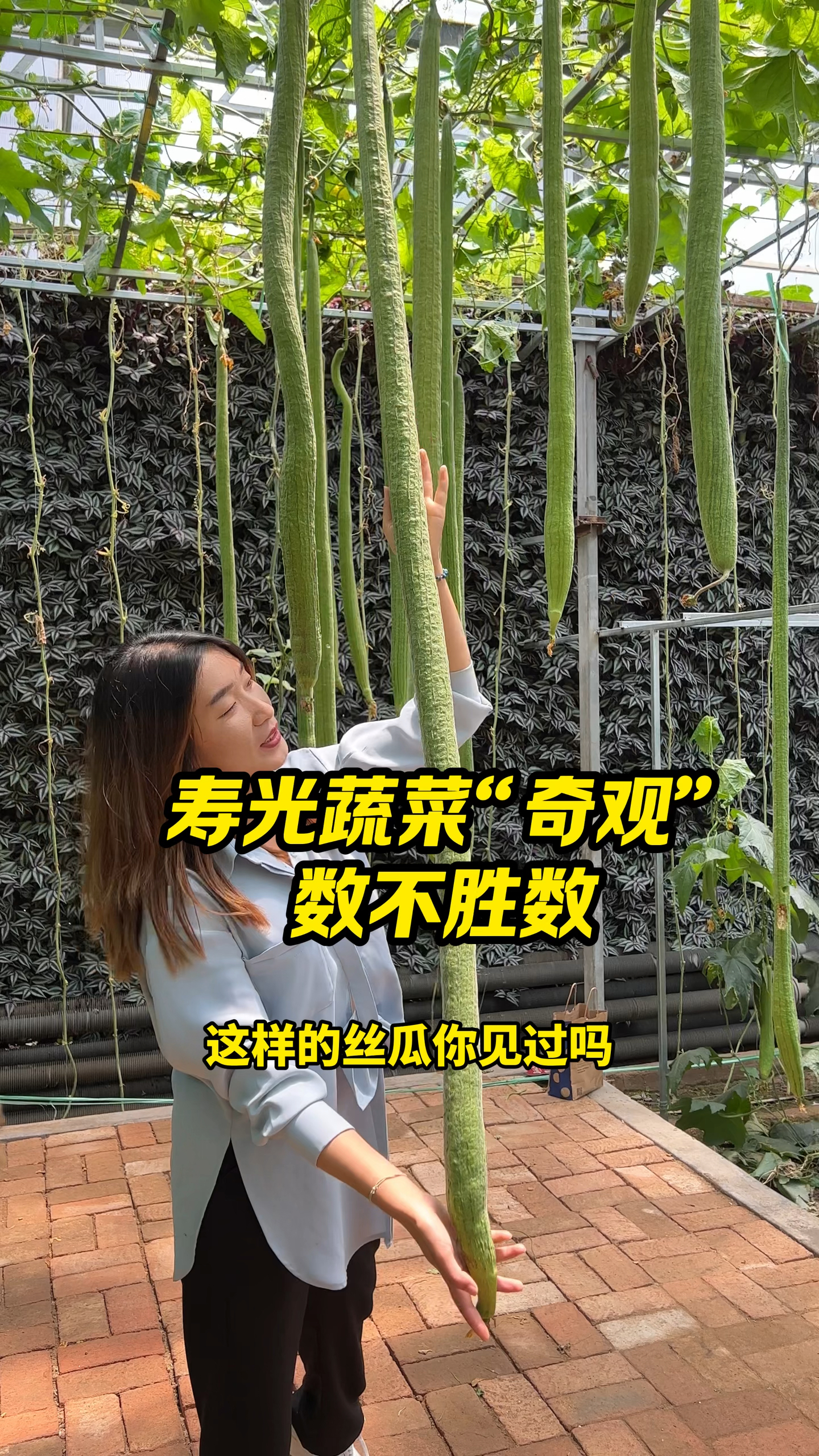 寿光蔬菜千千万,看到什么都不要惊讶,因为这里是寿光