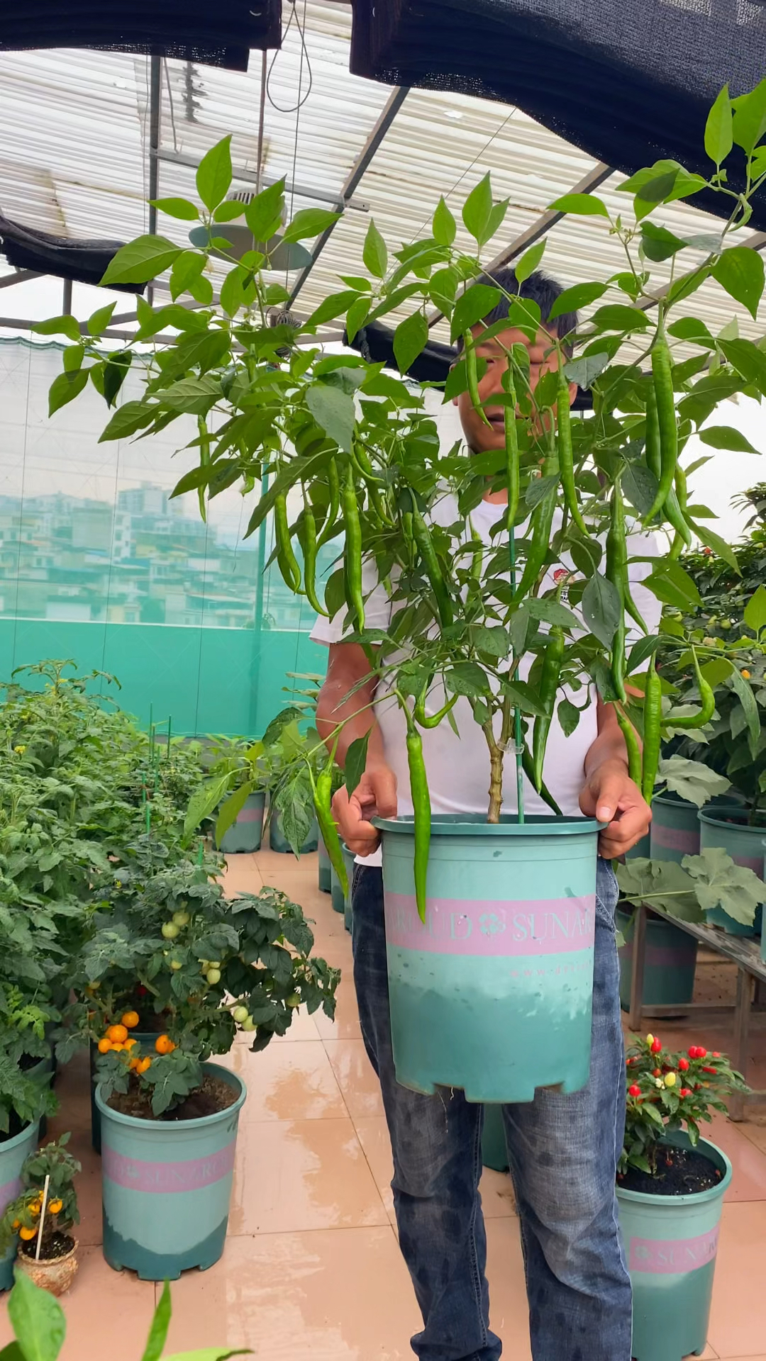 种菜养花5加仑的花盆就很实用