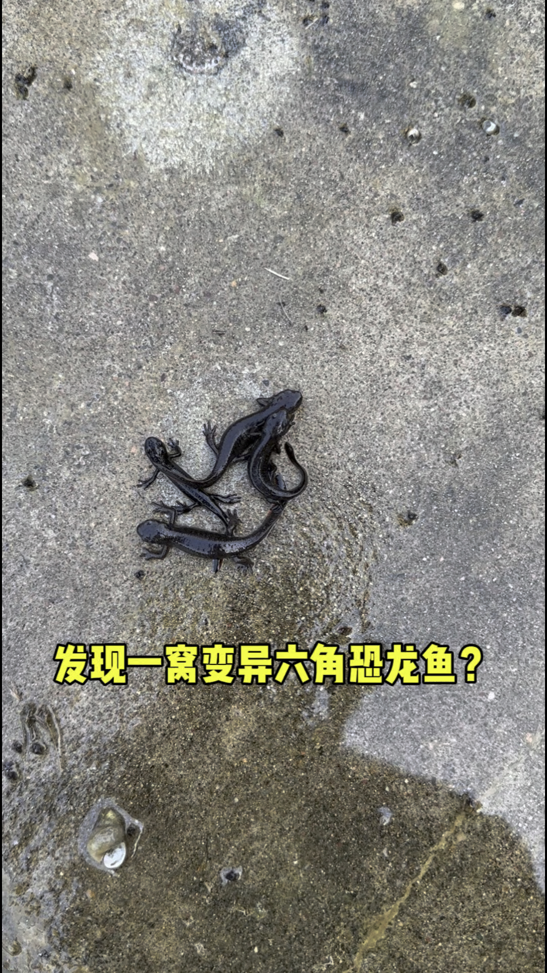 发现一窝六角恐龙鱼