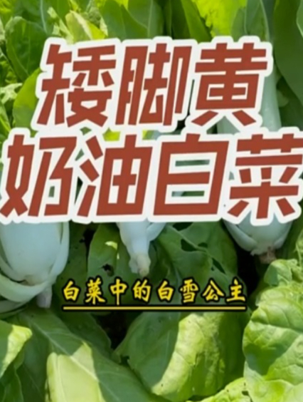 矮脚黄奶油白菜,白菜中的白雪公主