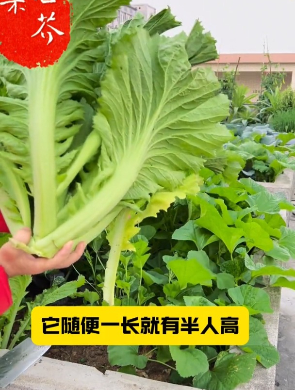 一棵有半人高,包心芥菜市场少见,种的 人不多!