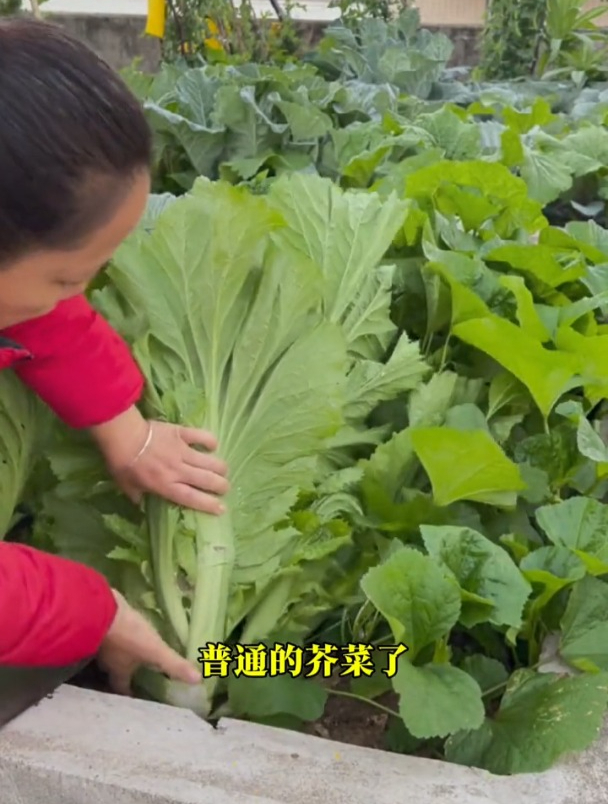 包心芥菜个头大,肉质肥厚,炒菜和腌酸菜的首选