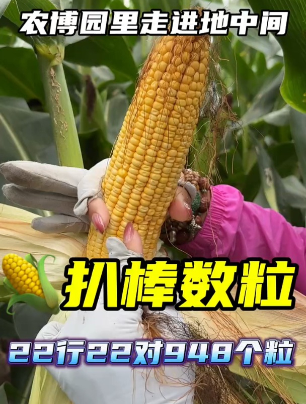 农博园地中间扒棒数粒,22行948粒!