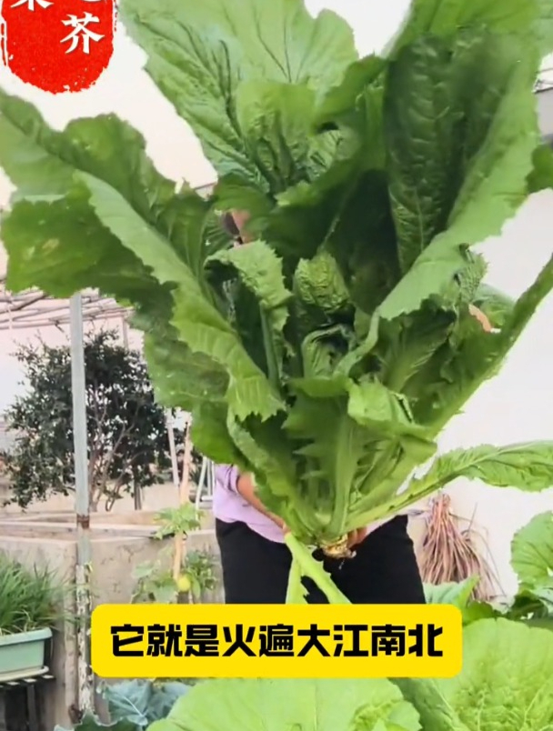 一种芥菜,体型硕大极少见,常被拿来腌制酸菜!