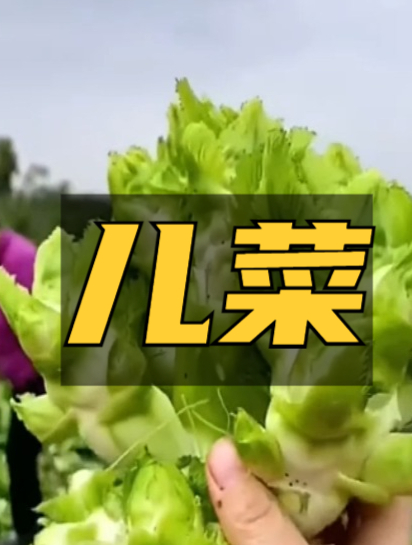 儿菜种子,又叫娃娃菜,好种好管理,快来试试吧