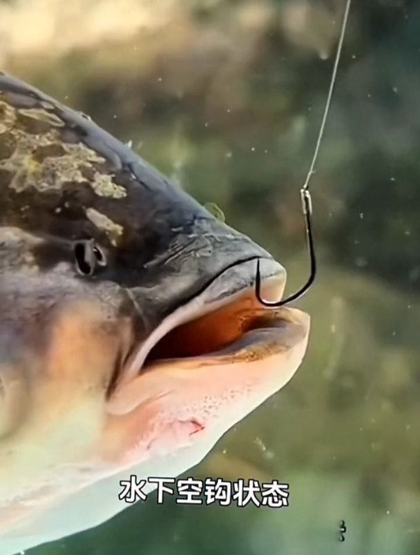 野钓总是有口打不到鱼,多半用弹簧钩时少加了这东西!