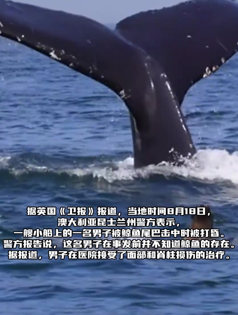澳洲男子被鲸鱼尾巴击中瞬间昏迷,男子面部和脊柱受重伤