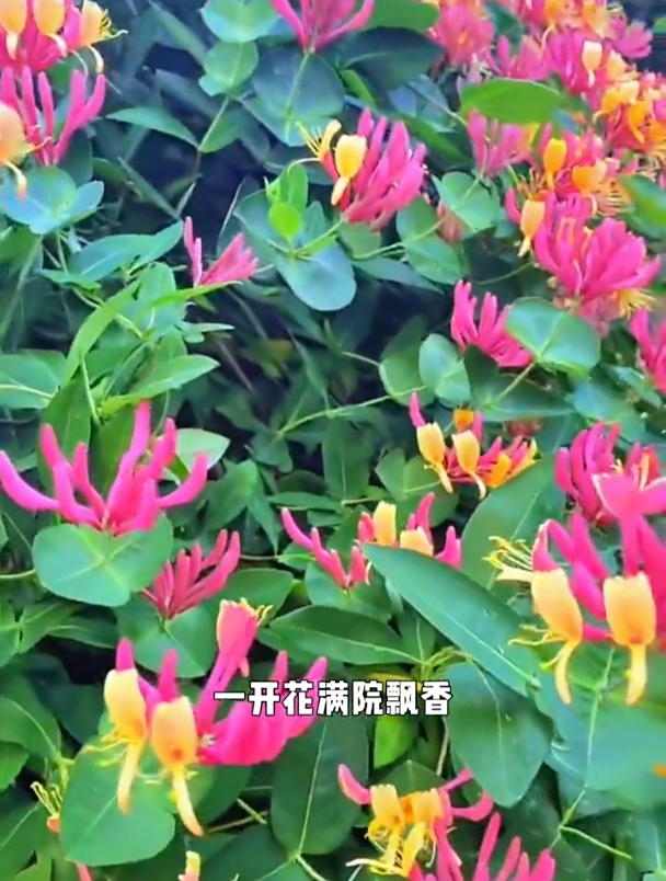 耐寒又好养,花朵能泡茶煲汤!院里种一棵蚊虫都不敢来了