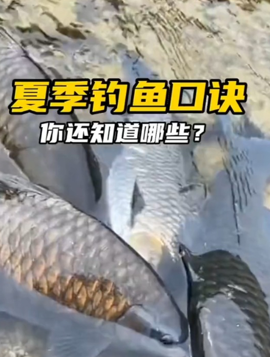 夏季钓鱼,这些口诀要牢记!