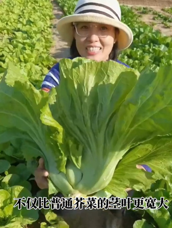 包心芥菜很受欢迎,一棵能长半人高,种植起来特简单