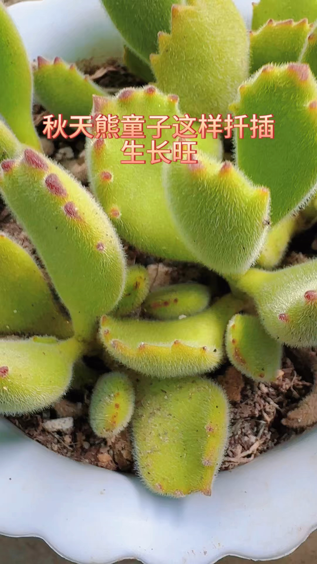 秋天熊童子这样扦插