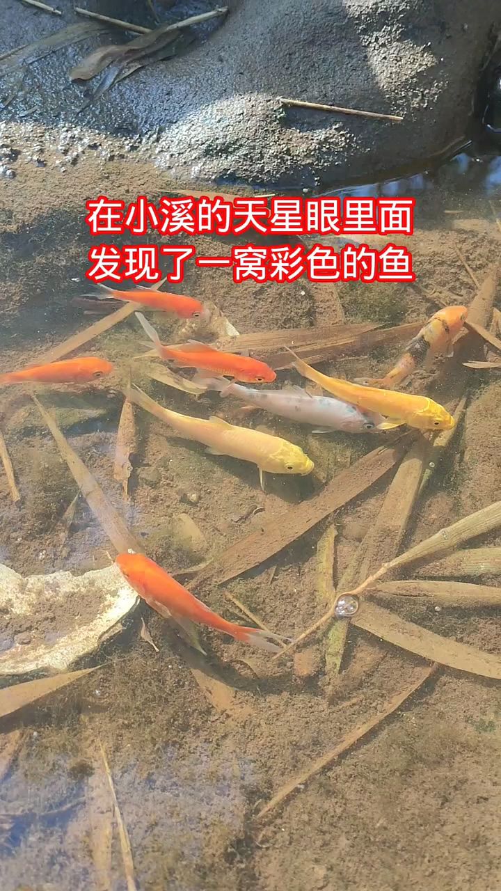 在小溪里面发现一窝彩色的鱼