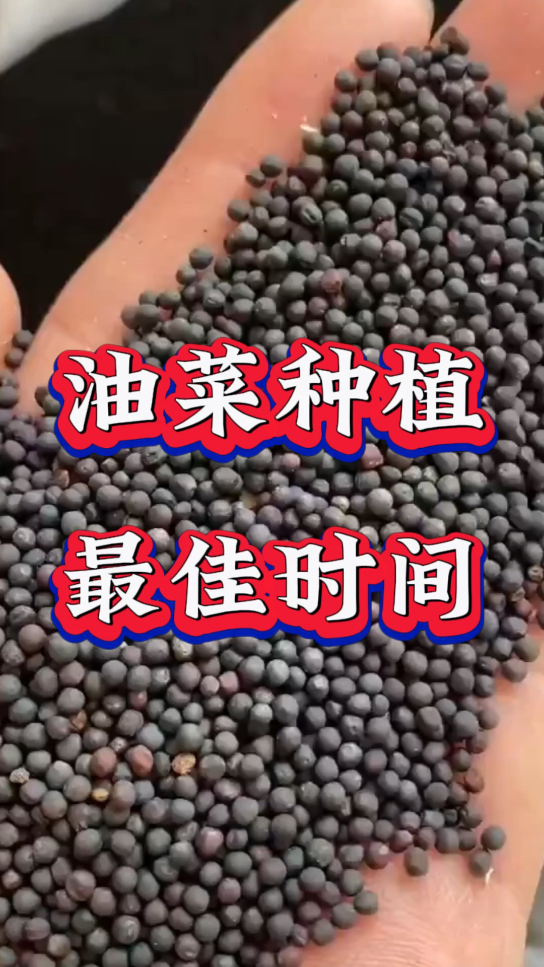 油菜种植,最佳时间