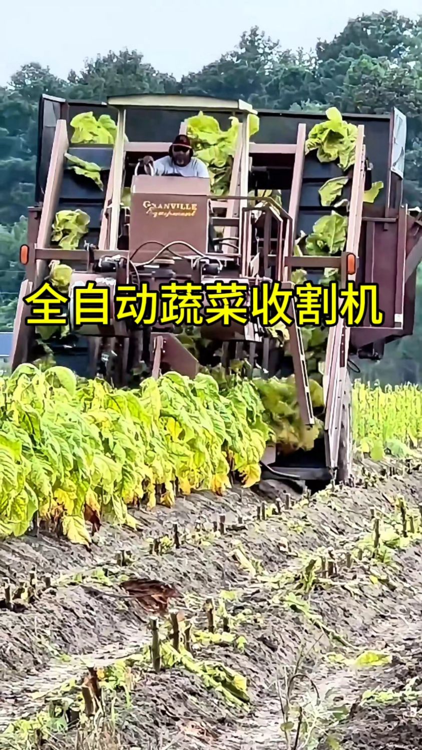 全自动蔬菜收割机!原来蔬菜是这样收来的!
