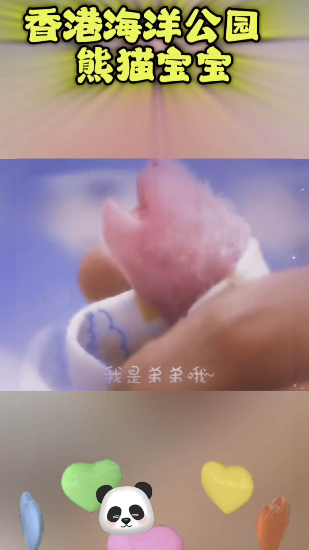 大熊猫宝宝大声叫要吃奶奶～沉浸式喂奶视频,太可爱了!