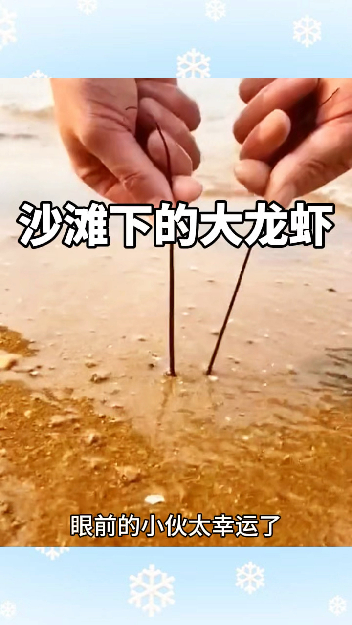 沙滩下的大龙虾,非常肥美