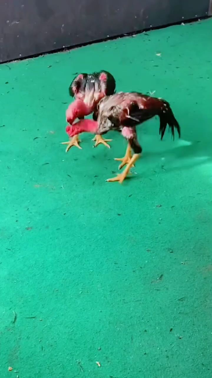 看看斗鸡比赛开始了