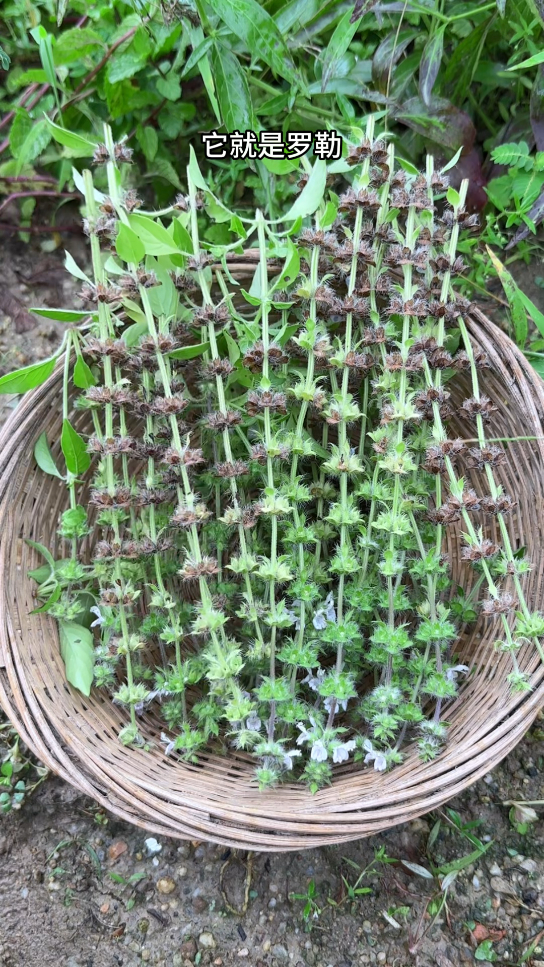 罗勒又名九层塔,叶子有浓浓香气,花朵结出种子就可收采回家