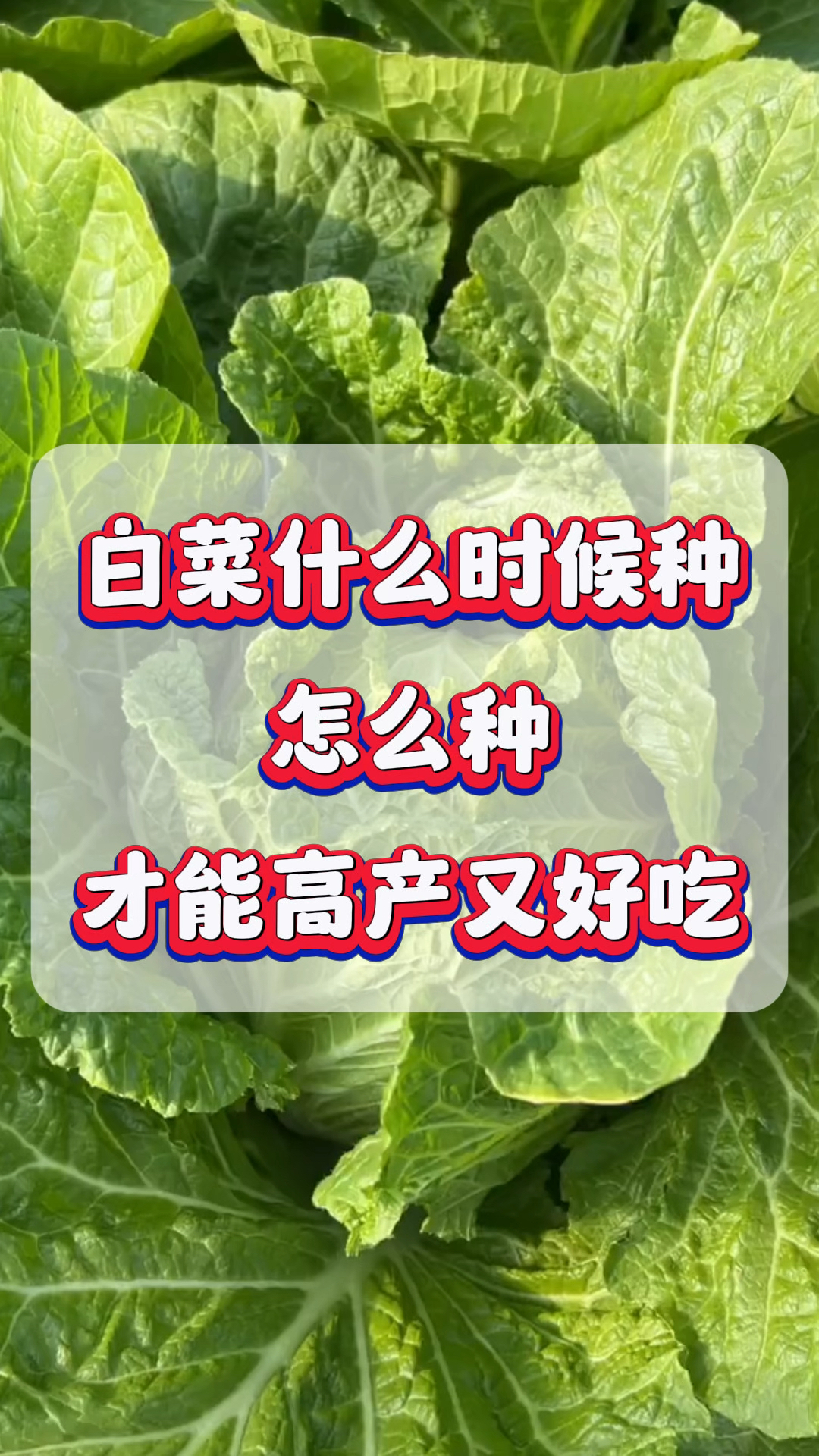 白菜什么时候种,怎么种,才能高产又好吃?