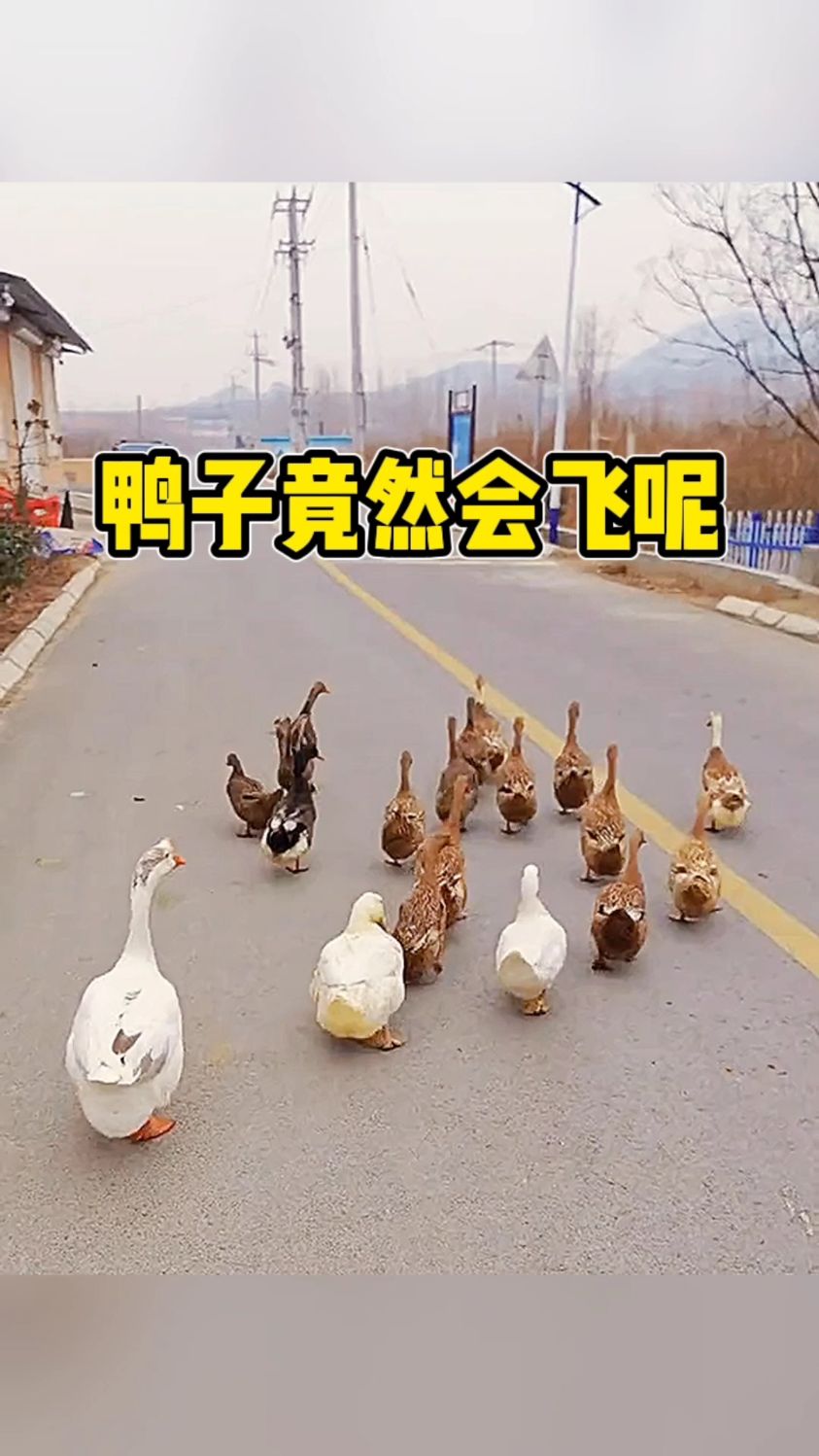 鸭子竟然会飞呢哈