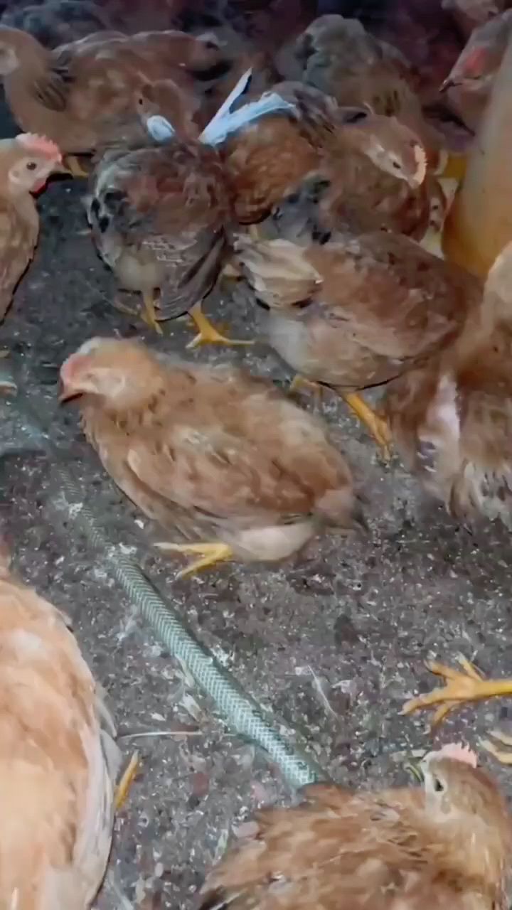 小鸡腿瘸怎么办,喝一口