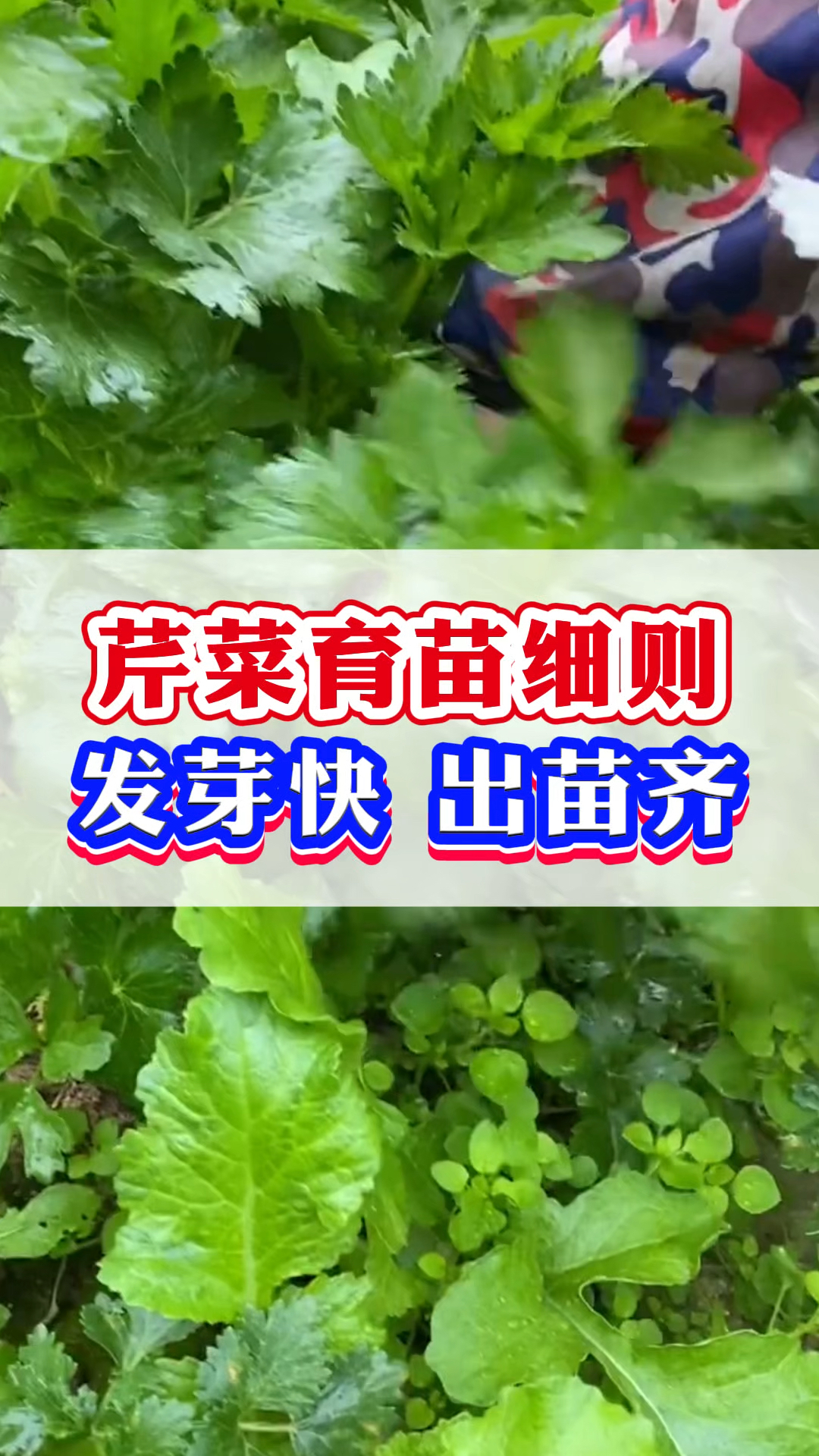 这样种芹菜,发芽快,出苗齐