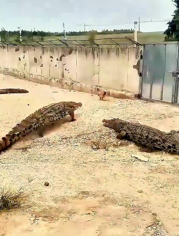 公鸡面对鳄鱼的围攻,以矫健的身姿游走穿梭于鳄鱼群之中