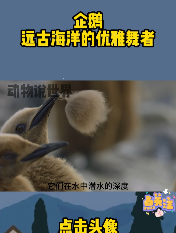 企鹅,远古海洋的优雅舞者