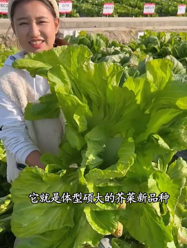 大肉鸡心芥菜可以用来做老坛酸菜,肉质肥厚,无筋无丝!