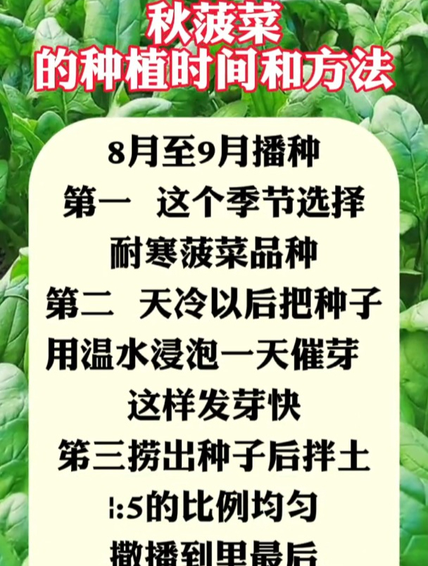 秋菠菜种植时间和方法,只有资深农友才知道!